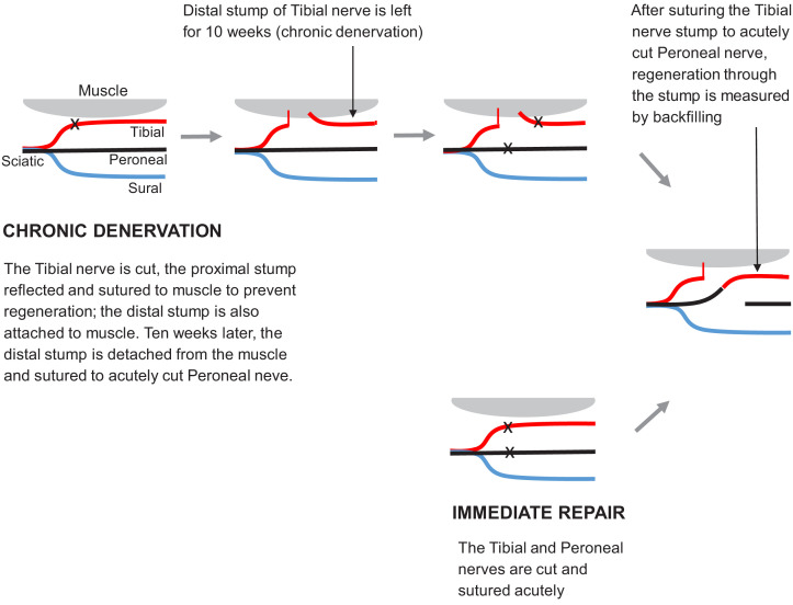 Figure 2—figure supplement 1.