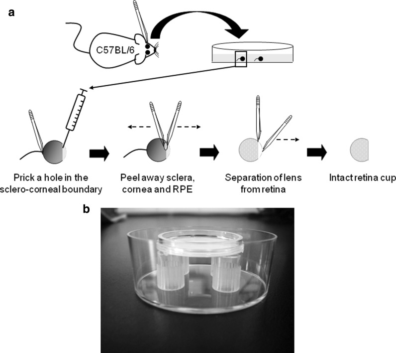 Fig. 1
