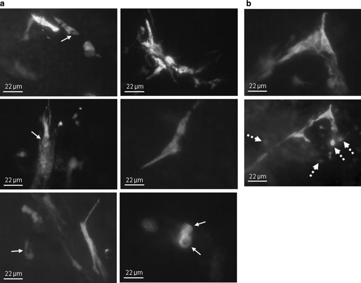 Fig. 3