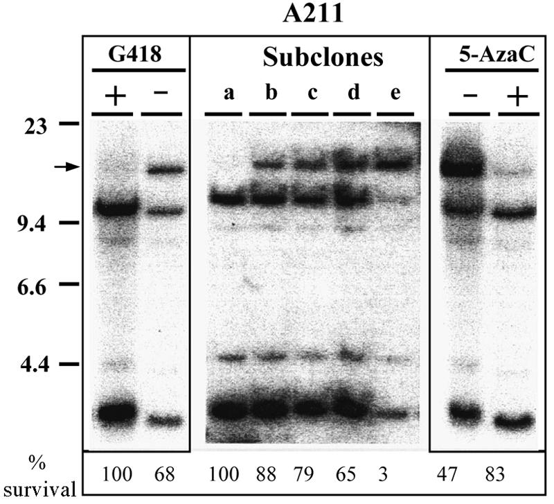 FIG. 8.