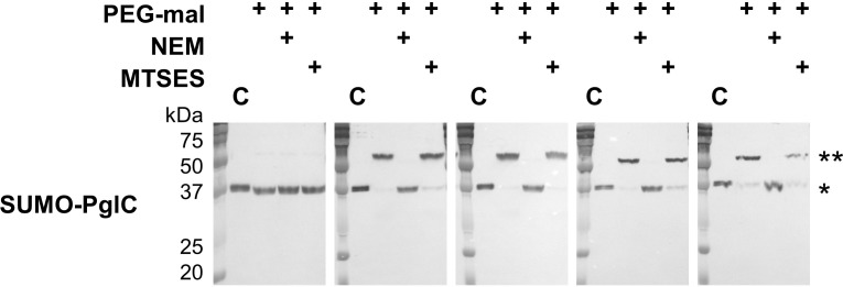 Figure 4—figure supplement 1.