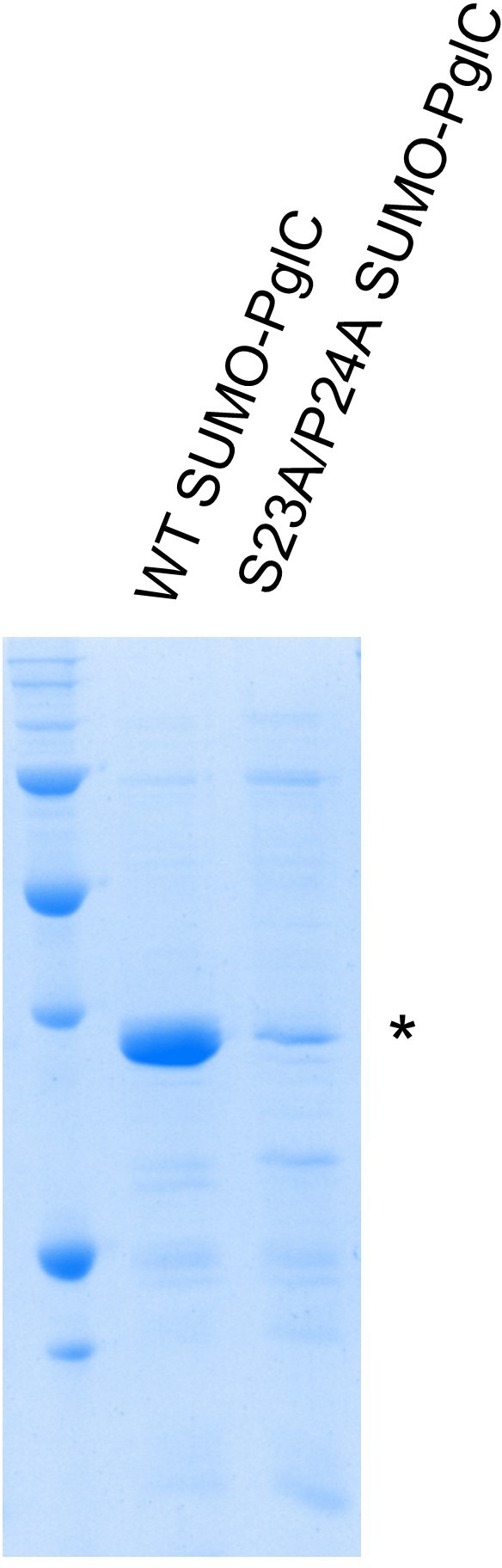 Figure 4—figure supplement 2.