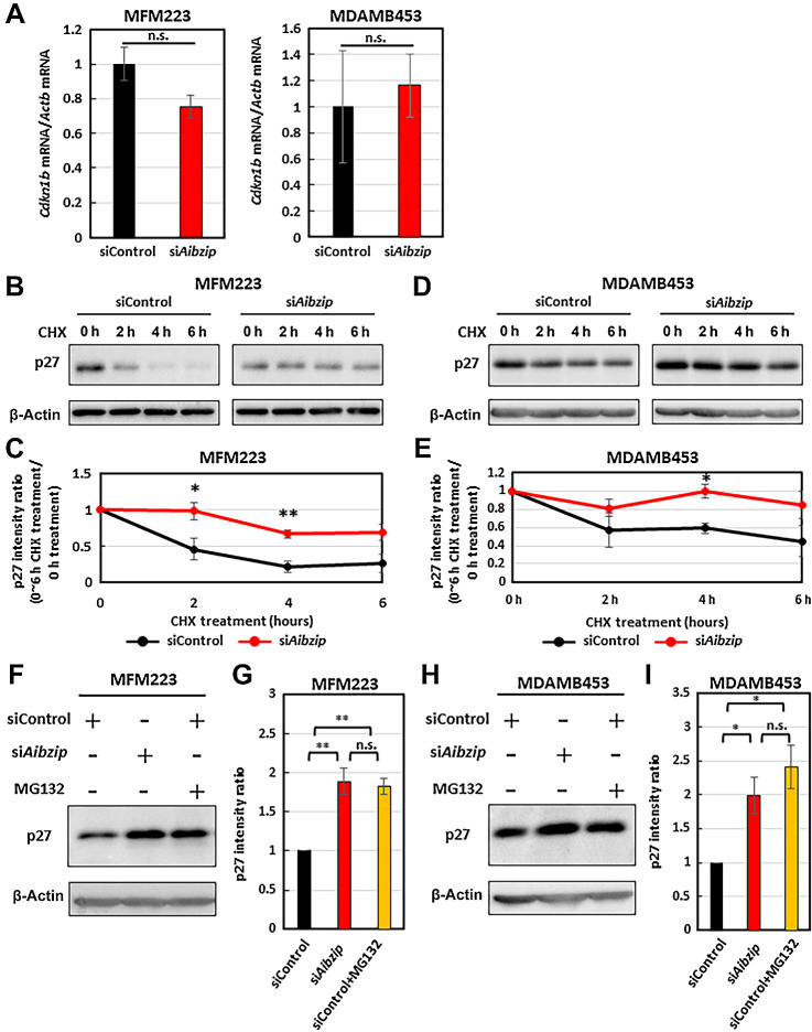 Figure 4. Knockdown of Aibzip inhibits p27 degradation. A, Quantitative PCR analysis of Cdkn1b mRNA in MFM223 and MDAMB453 cells transfected with Aibzip siRNA. mRNA levels were normalized by Actb. (mean ± SD, n = 4). Western blot analysis of p27 in MFM223 cells (B) and MDAMB453 cells (D) transfected with Aibzip siRNA. Cells were treated with 100 μg/mL CHX for the indicated times. C and E, Quantification of p27 protein expression levels in B and D (mean ± SD, n = 3). Western blot analysis of p27 in MFM223 (F) and MDAMB453 (H) cells transfected with Aibzip siRNA. Cells were treated with 10 μmol/L MG132 for 6 hours. G and I, Quantification of p27 protein expression levels in F and H (mean ± SD, n = 3).