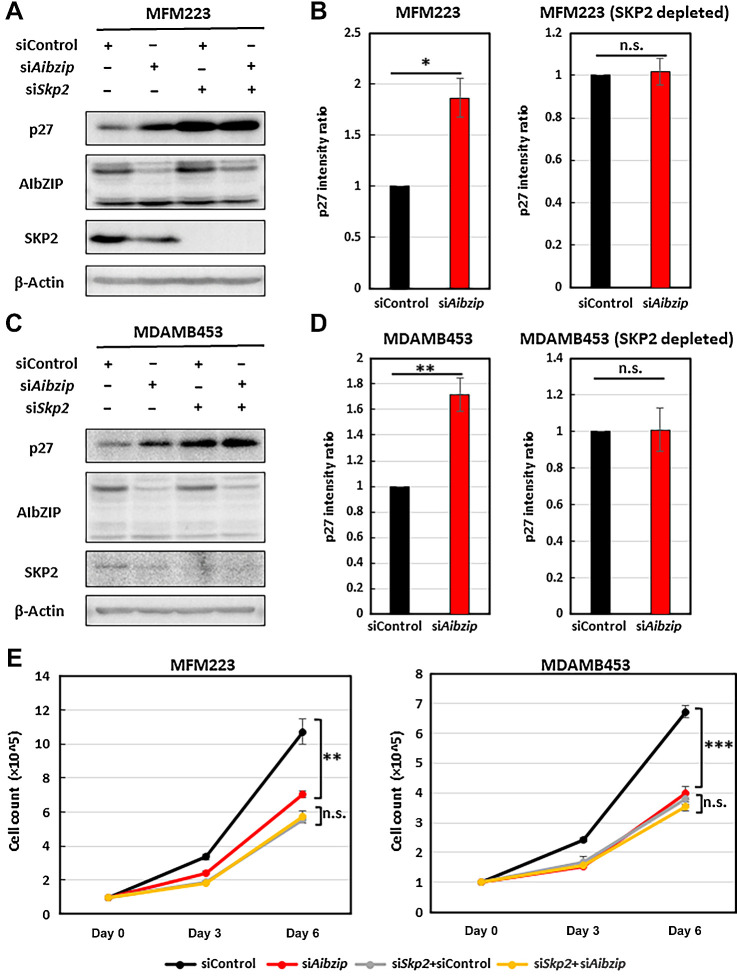 Figure 6. Aibzip knockdown-induced p27 upregulation and cell proliferation suppression are inhibited by Skp2 depletion. Western blot analysis of p27, AIbZIP, and SKP2 in MFM223 cells (A) and MDAMB453 cells (C) transfected with Aibzip siRNA and/or Skp2 siRNA. B and D, Quantification of p27 protein expression levels in A and C (mean ± SD, n = 3). E, Numbers of MFM223 cells and MDAMB453 cells transfected with Aibzip siRNA and/or Skp2 siRNA (mean ± SD, n = 5).