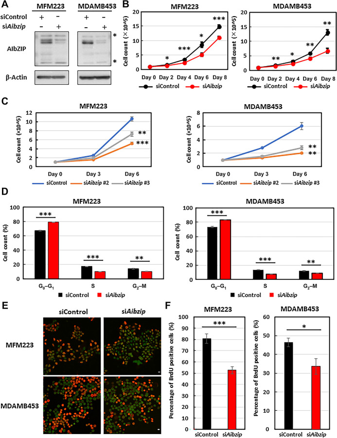 Figure 2. AIbZIP depletion reduces cell proliferation and S-phase entry of cell cycle. A, Western blot analysis of AIbZIP in MFM223 and MDAMB453 cells transfected with Aibzip siRNA. Asterisk; nonspecific bands. B, Cell numbers of MFM223 and MDAMB453 cells transfected with Aibzip siRNA or control siRNA (mean ± SD, n = 5). C, Cell numbers of MFM223 and MDAMB453 cells transfected with Aibzip siRNA #2, Aibzip siRNA #3, or control siRNA (mean ± SD, n = 3). D, Flow cytometric analysis of MFM223 and MDAMB453 cells transfected with Aibzip siRNA (mean ± SD, n = 3). E, BrdU incorporation assay in MFM223 and MDAMB453 cells transfected with Aibzip siRNA (BrdU: red, DRAQ5: green). Bar: 10 μm. F, Percentages of BrdU-positive cells among DRAQ5-positive cells in E (mean ± SD, n = 5).