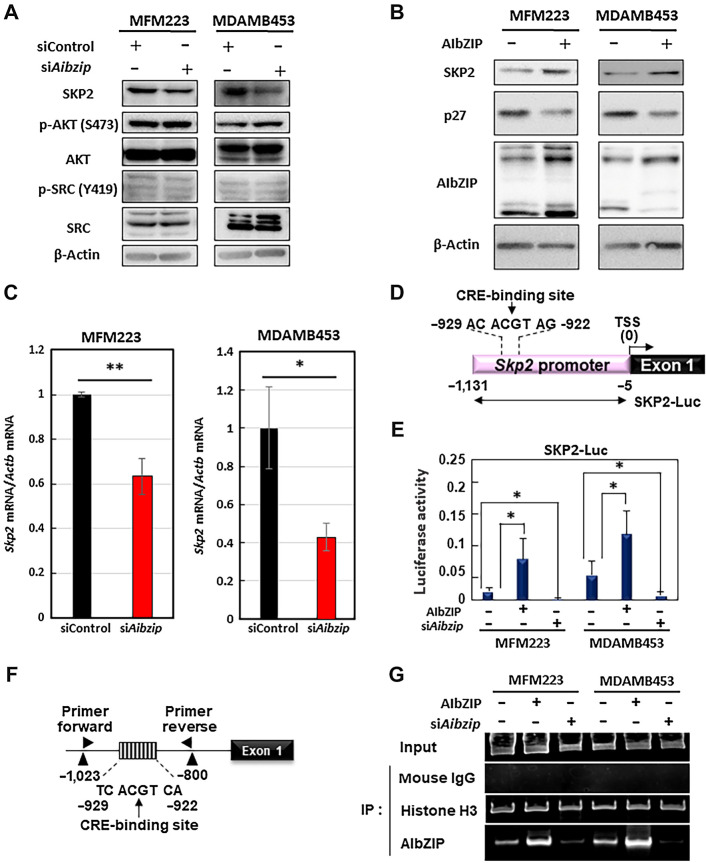 Figure 5. Skp2 is a target of AIbZIP. A, Western blot analysis for SKP2, AKT and its phosphorylated form (S473), SRC and its phosphorylated form (Y419) in MFM223 and MDAMB453 cells transfected with Aibzip siRNA. B, Western blot analysis of p27 and SKP2 in MFM223 and MDAMB453 cells under non-treatment and AIbZIP-introduced conditions. C, Quantitative PCR analysis for Skp2 mRNA in MFM223 and MDAMB453 cells transfected with Aibzip siRNA. mRNA levels were normalized by Actb (mean ± SD, n = 4). D, Schematic of the Skp2 promoter region and reporter constructs. Numbers indicate the distance from the transcriptional start site. Luc, luciferase gene, TSS, transcriptional start site. E, Luciferase assays of MFM223 and MDAMB453 cells introduced AIbZIP or transfected with Aibzip siRNA (mean ± SD, n = 4). F, Schematic of the Skp2 promoter and the annealing sites of the primer set used in the chromatin immunoprecipitation assay. Numbers indicate the distance from the transcriptional start site. G, The results of PCR amplification of the Skp2 promoter containing the CRE-binding site after immunoprecipitation by the indicated antibodies. Mouse IgG and Histone H3 were used as negative and positive control, respectively.