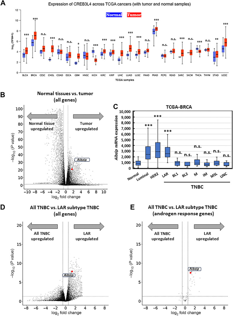 Figure 1. AIbZIP is upregulated in LAR subtype TNBC. A, Comparison of Aibzip mRNA expression in cancerous and normal tissues in a pan-cancer view obtained by UALCAN. The vertical axis indicates mRNA expression levels [transcripts per million (TPM) +1], which was converted to a logarithmic function with base 2. BLCA, bladder urothelial carcinoma; BRCA, breast carcinoma; CESC, cervical squamous cell carcinoma; CHOL, cholangiocarcinoma; COAD, colon adenocarcinoma; ESCA, esophageal carcinoma; GBM, glioblastoma multiforme; HNSC, head and neck squamous cell carcinoma; KICH, kidney chromophobe; KIRC, kidney renal clear cell carcinoma; KIRP, kidney renal papillary cell carcinoma LIHC, liver hepatocellular carcinoma; LUAD, lung adenocarcinoma; LUSC, lung squamous cell carcinoma; PAAD, pancreatic adenocarcinoma; PRAD, prostate adenocarcinoma; PCPG, pheochromocytoma and paraganglioma; READ, rectum adenocarcinoma; SARC, sarcoma; SKCM, skin melanoma; THCA, thyroid carcinoma; THYM, thymoma; STAD, stomach adenocarcinoma; UCEC, uterine corpus endometrial carcinoma. *, **, and *** means P < 0.05, P < 0.01, and P < 0.001 versus normal tissue. B, Volcano plot of all gene expression profiling from normal tissue versus tumor. Each point represents the difference in expression (log fold-change) and statistical significance (P-value) between the two groups. Aibzip (also called Creb3l4) is showed by red colored point. The X-axis represents log fold change value and Y-axis represents −log10 P-value. C, Aibzip mRNA expression levels are shown by a box plot. Midline means median. Number of samples: normal = 114, luminal = 710, HER2 = 158, LAR = 17, BL1 = 34, BL2 = 17, M = 40, IM = 36, MSL = 22, UNC = 13. *** means P < 0.001 versus normal tissue. D, Volcano plot of all gene expression profiling from all TNBC versus LAR subtype TNBC. Aibzip (also called Creb3l4) is showed by red colored point. E, Volcano plot of androgen response gene expression profiling from all TNBC versus LAR subtype TNBC. Aibzip (also called Creb3l4) is showed by red colored point.