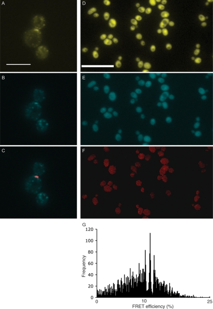 FIG. 4.