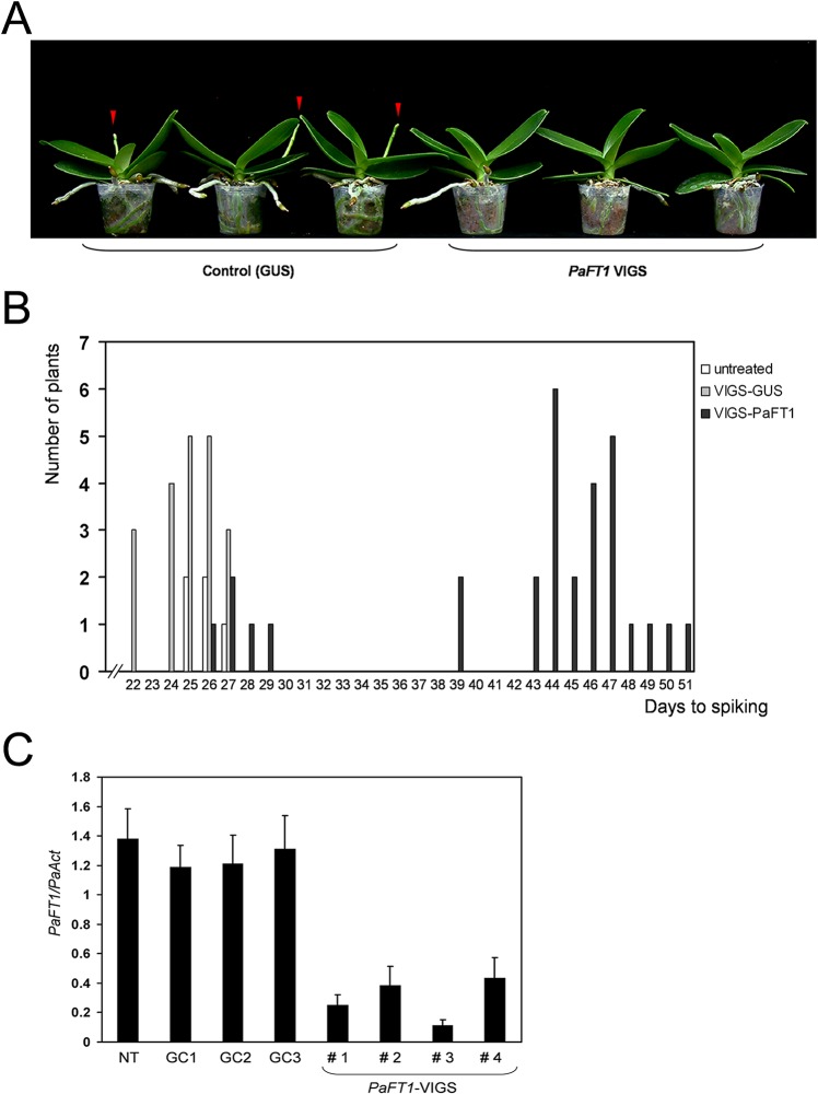 Fig 10