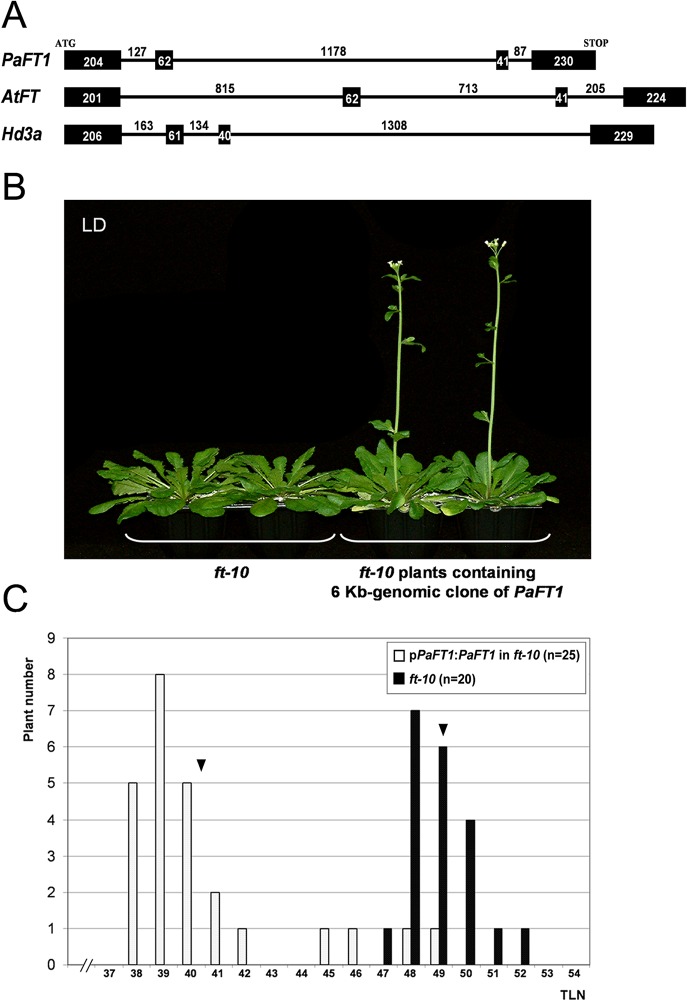 Fig 5