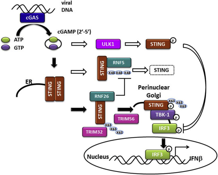 Figure 2