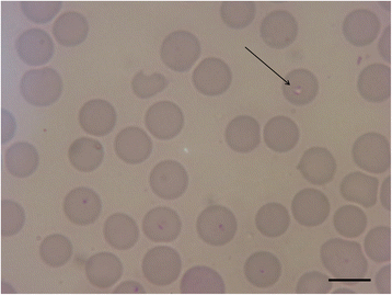 Fig. 4