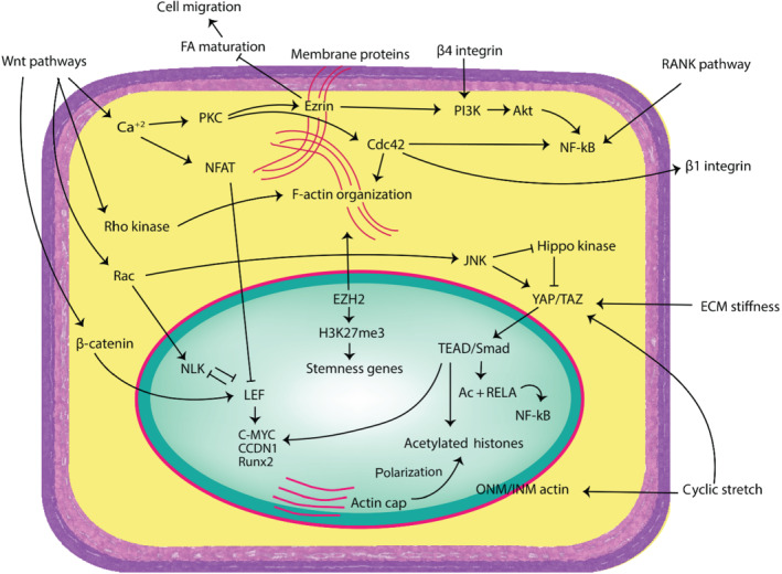 FIGURE 3