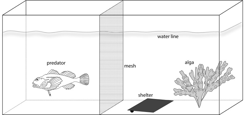 Fig. 1