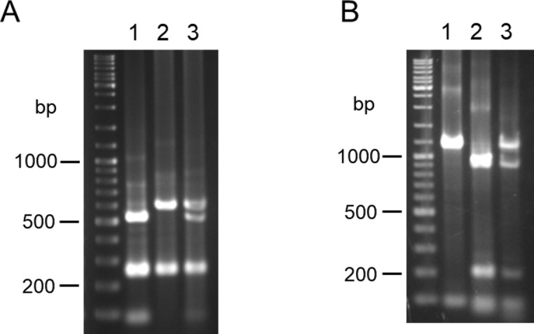 Fig 5