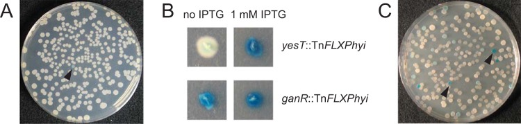 FIG 3