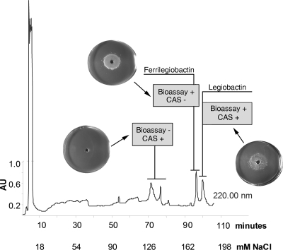 FIG. 1.