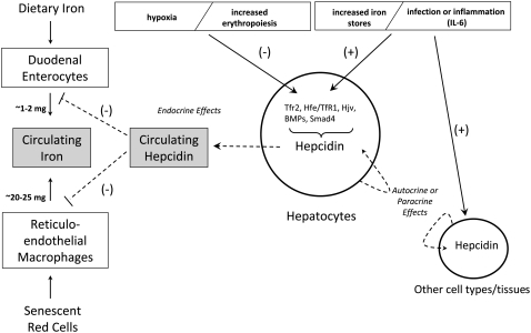 FIGURE 1 