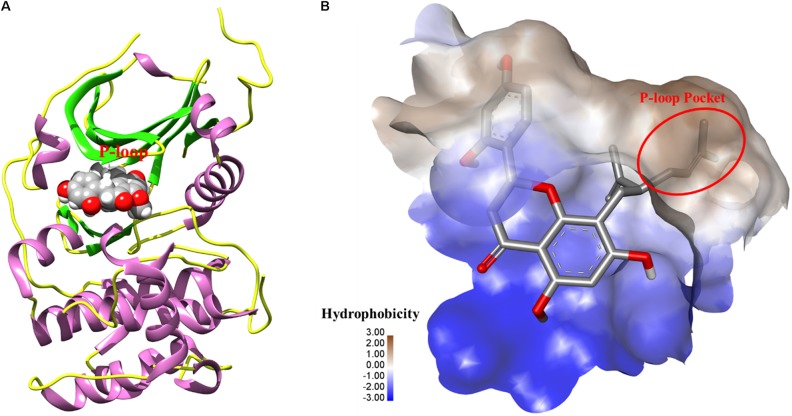 FIGURE 5