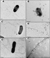Fig 7