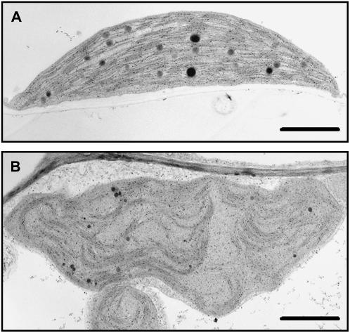 Figure 10.