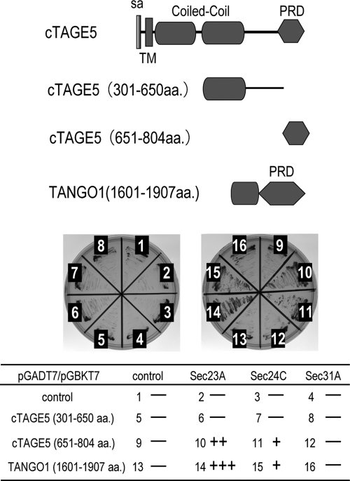 FIGURE 3: