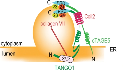 FIGURE 5: