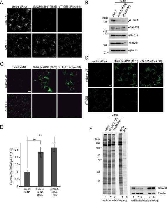 FIGURE 4: