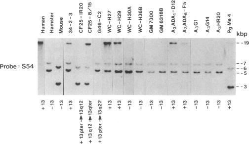 graphic file with name pnas00267-0202-a.jpg