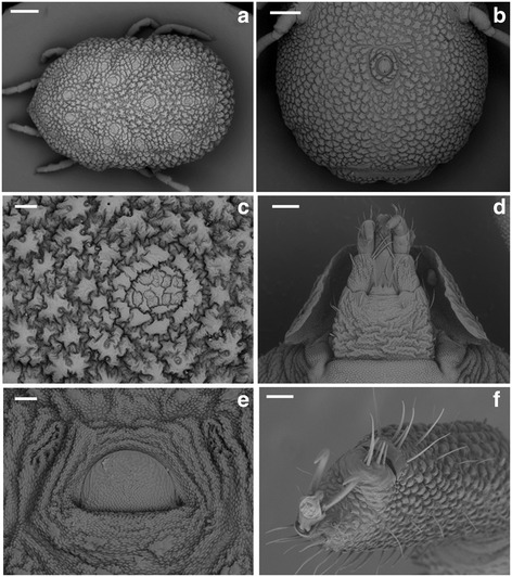 Fig. 5