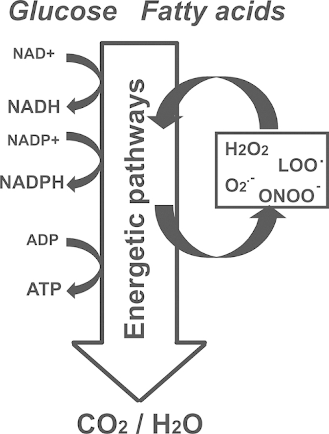 fx1