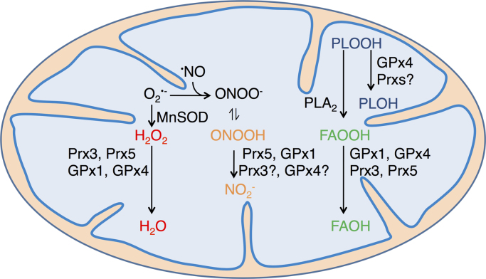 Fig. 2