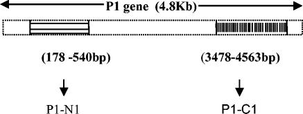 FIG. 1.