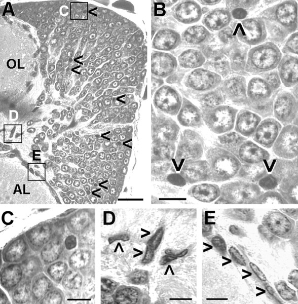 Fig. 11.