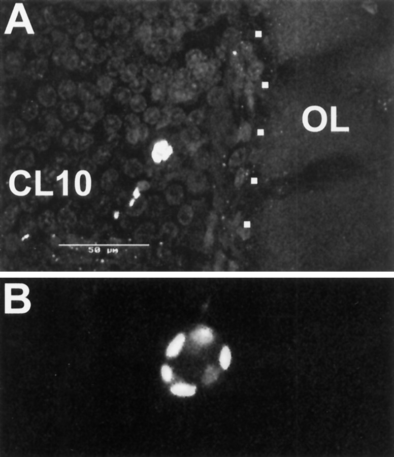 Fig. 10.