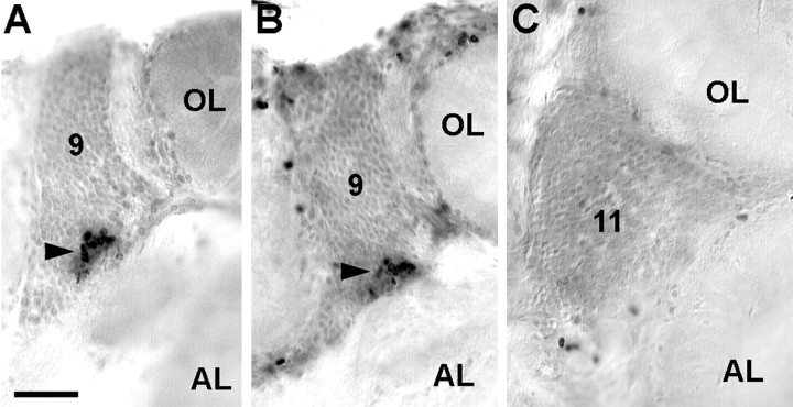 Fig. 5.