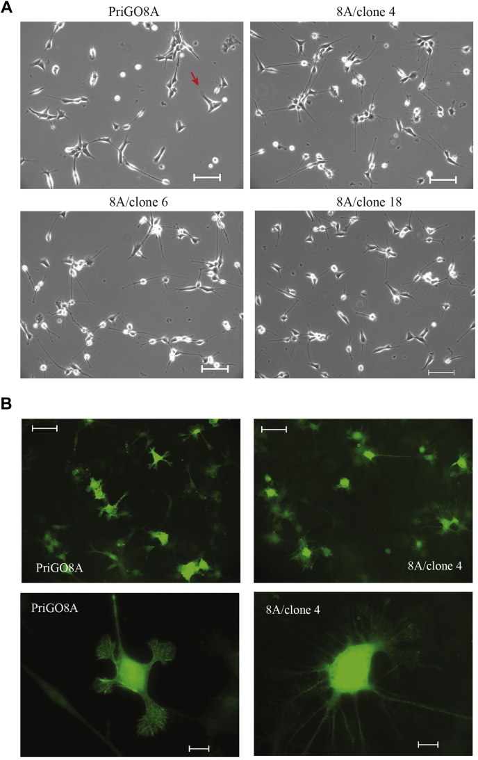 Figure 4