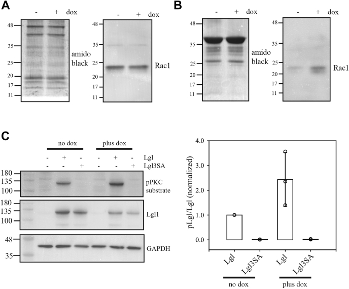 Figure 3