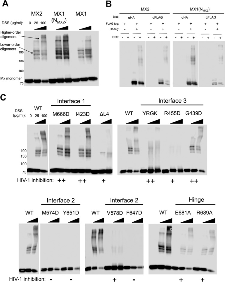 FIG 3