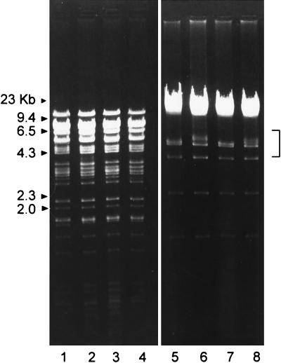 FIG. 3