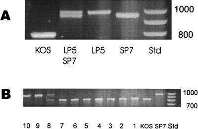 FIG. 6