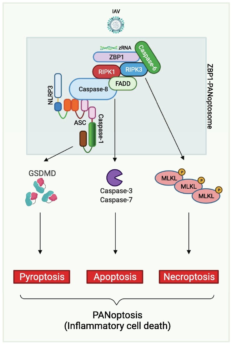 Figure 4