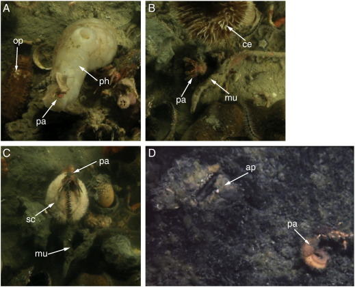 Supplementary Fig. 2