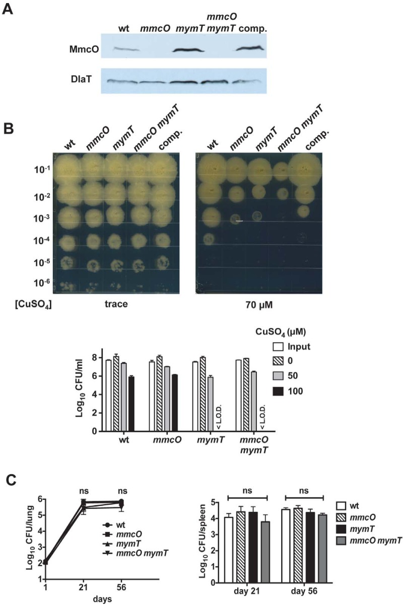 FIG 6 