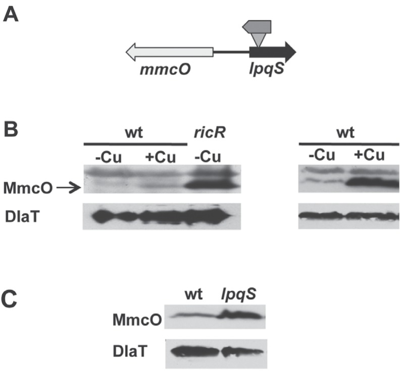 FIG 3 