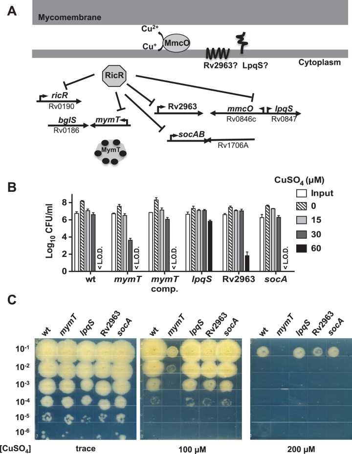 FIG 1 