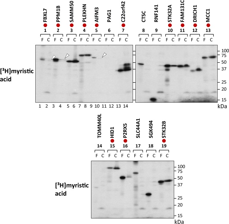 Fig 3