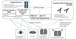 Fig.1. Schematic illustration of phenotypic differences between FLD and ALCATI