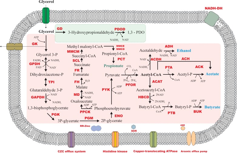 FIGURE 5