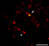 Figure 11.